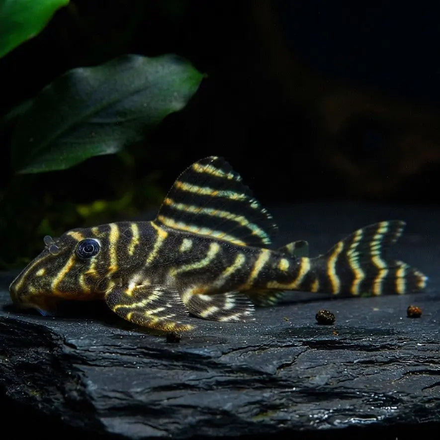 L340 Roter Zebrawels "Mega-Clown" (Hypancistrus spec.) AquaTimo