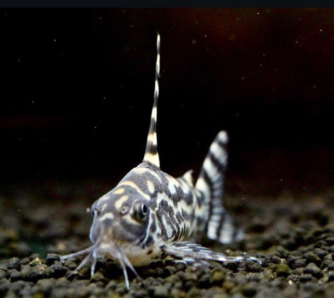 Corydoras sp. CW111 "Zebrina" – der elegante Zebra-Panzerwels mit hoher Rückenflosse 🐟⚡