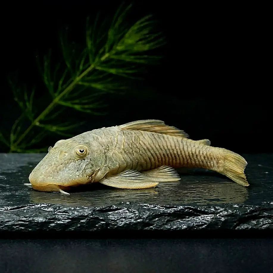 Gebirgsharnischwels – Chaetostoma thomasi / thomsoni (L146 / L444) 🐟🌄 AquaTimo