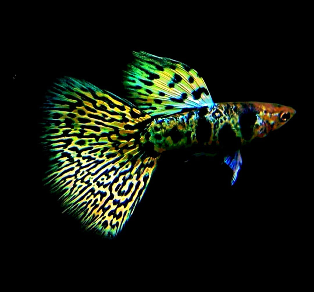 Hochzucht Guppy - Green Tiger King Cobra