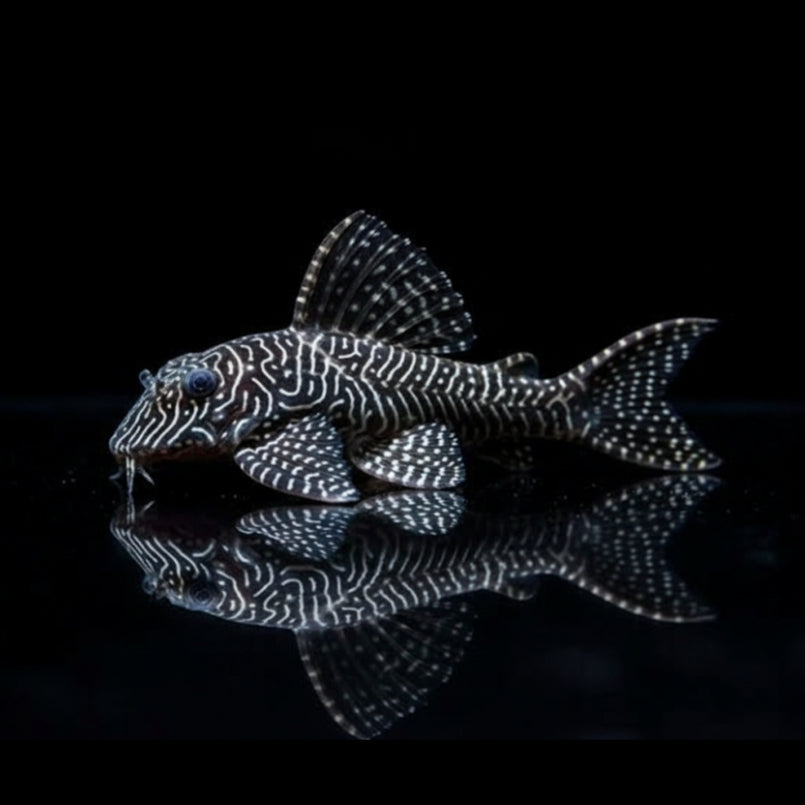 Perlhuhnharnischwels – Hypancistrus spec. "Small Spotted" L262