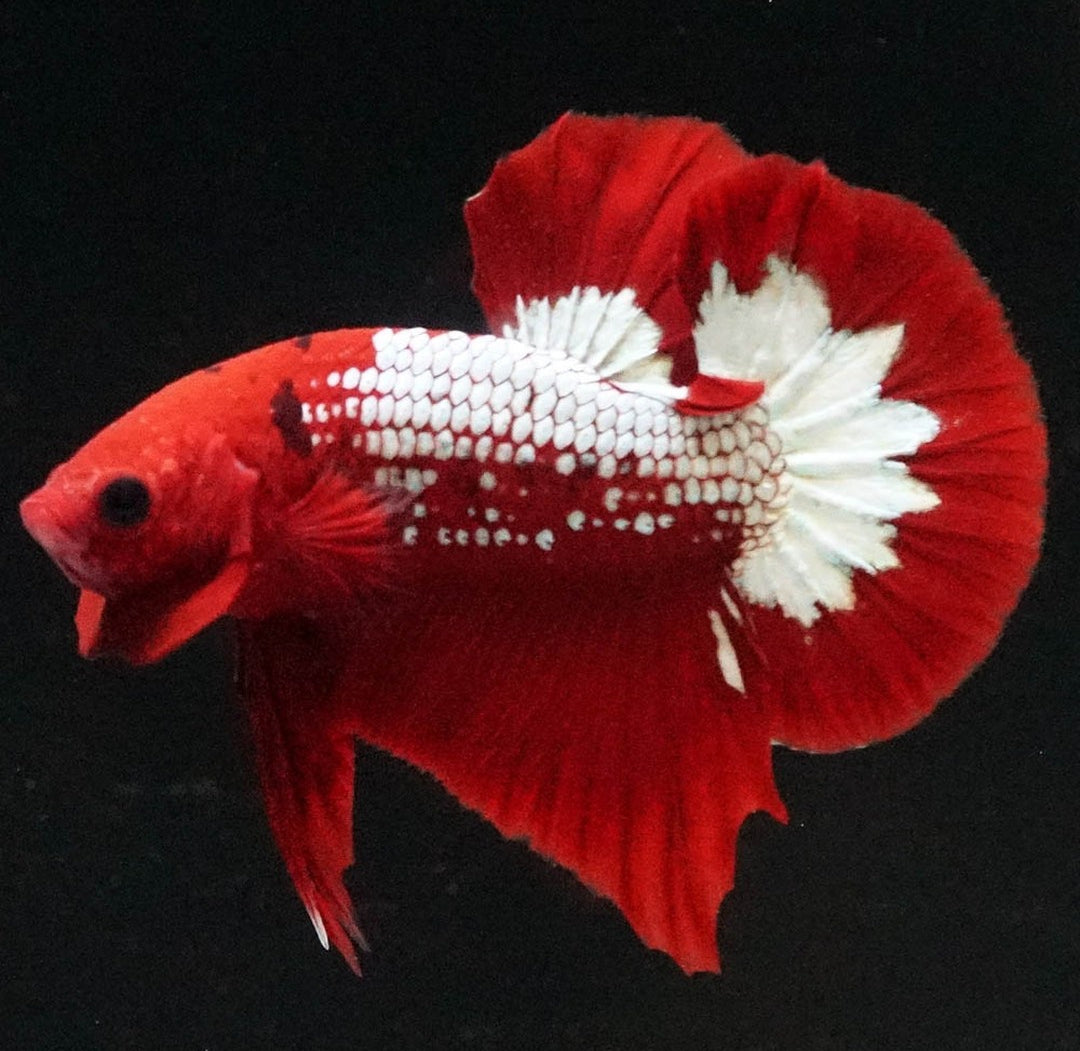 Betta splendens "Plakat Samurai Red" – Eleganter Kampffisch mit tiefroter Pracht