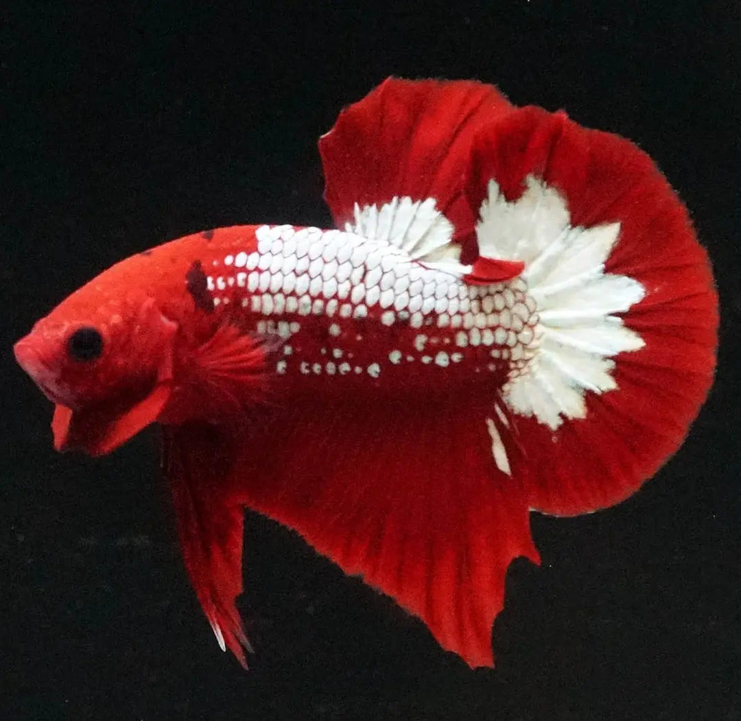 Betta splendens "Plakat Samurai Red" – Eleganter Kampffisch mit tiefroter Pracht AquaTimo