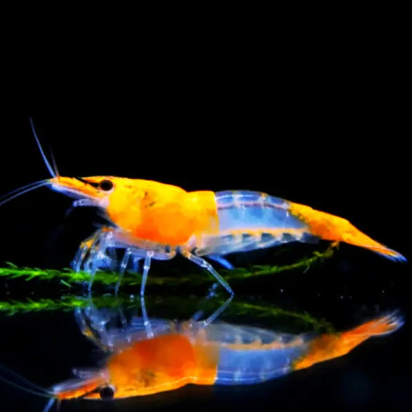 Neocaridina davidi - 🧡🤍 Orange Rili Garnelen AquaTimo