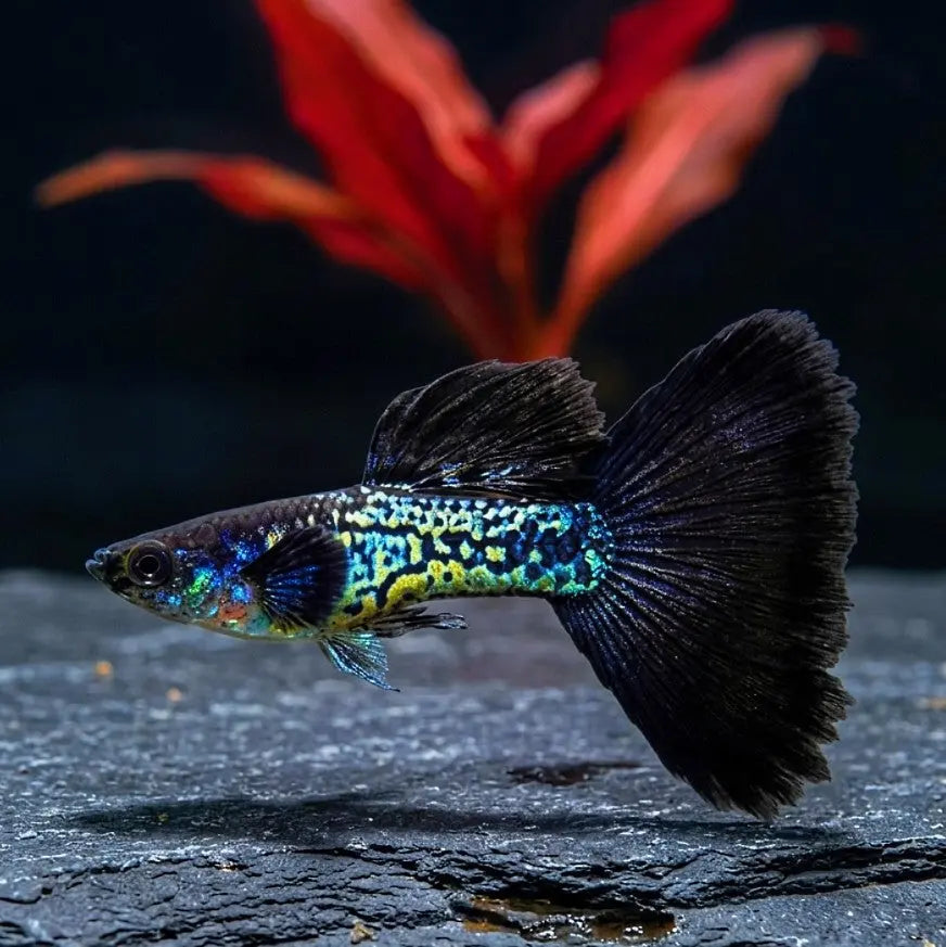 Hochzucht-Guppy - 🖤 Black Cobra AquaTimo