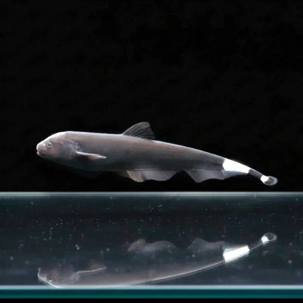 Weißstirn-Messerfisch – Apteronotus albifrons AquaTimo