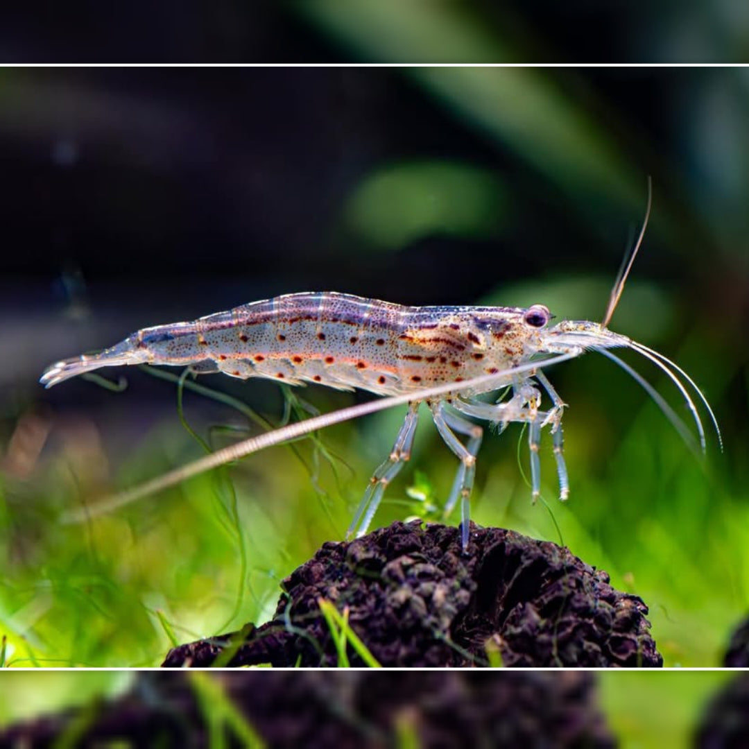 Caridina multidentata - Amanogarnele