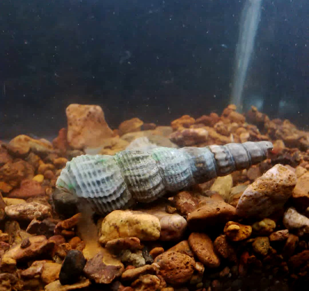 Tylomelania marwotoae - Himalayan Turmdeckelschnecke