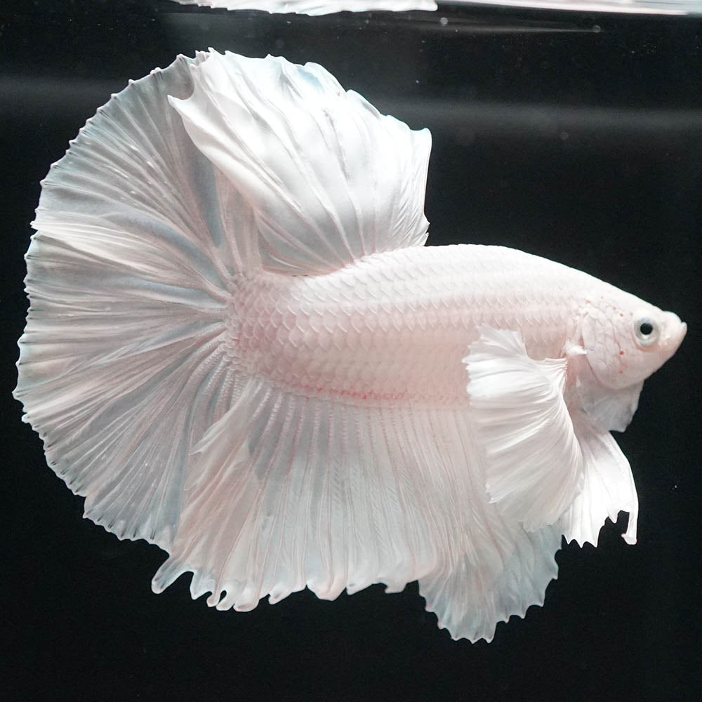 Betta splendens "Halfmoon Full White" – Eleganter Kampffisch in reinem Weiß