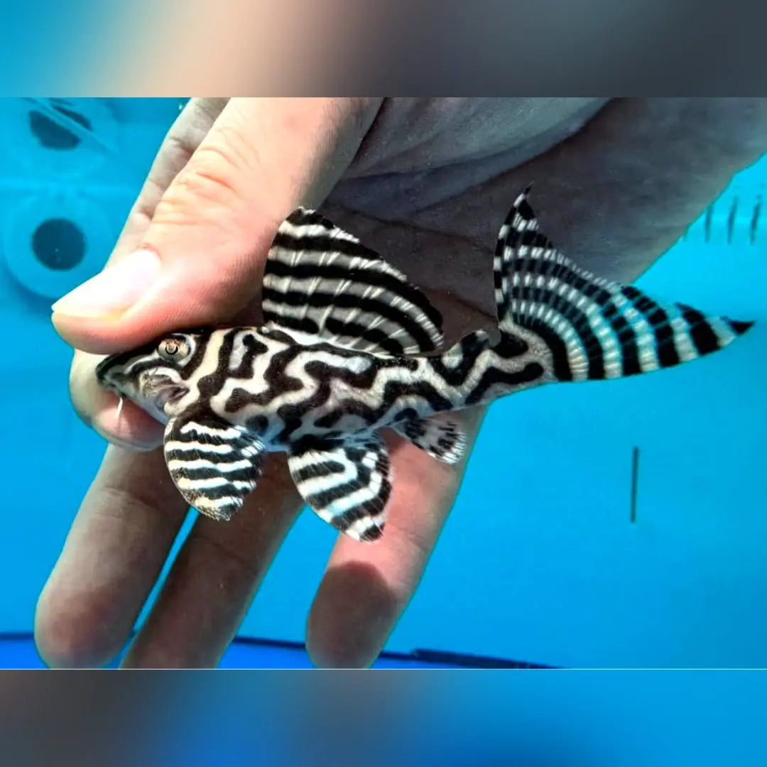L66 King Tiger Pleco - Hypancistrus spec. 5-7 cm L066 LDA066 LDA66 AquaTimo