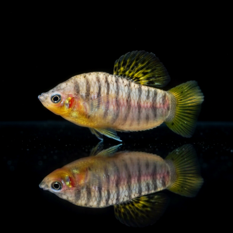 Schwarzbindenkärpfling – Limia nigrofasciata (Poecilia nigrofasciata)