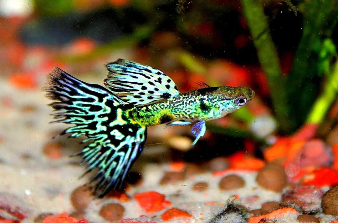 Hochzucht Guppy - 💚 Green Tiger King Cobra AquaTimo