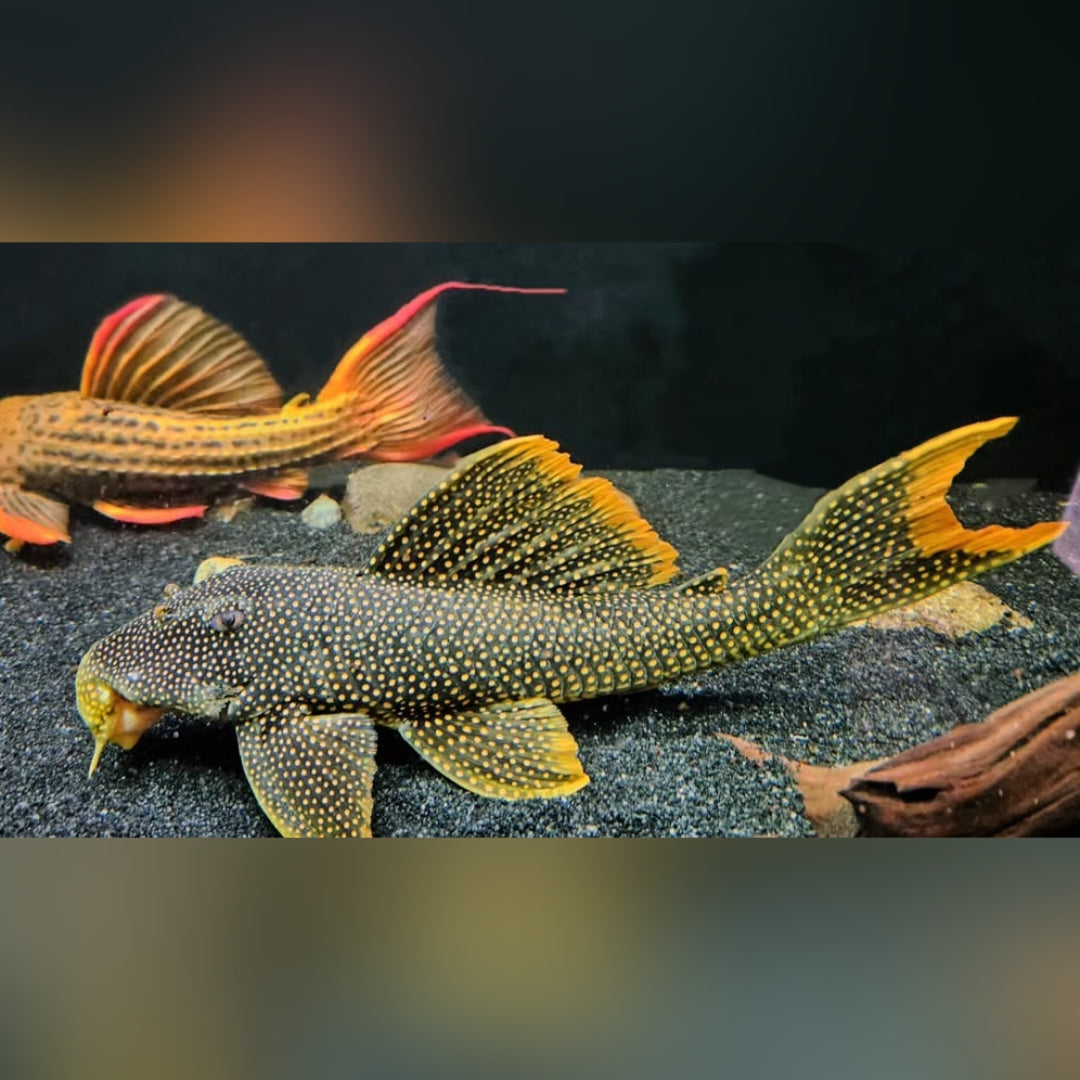 L048 Gefleckter Pfauenharnischwels – Scobinancistrus pariospilos 🐟✨
