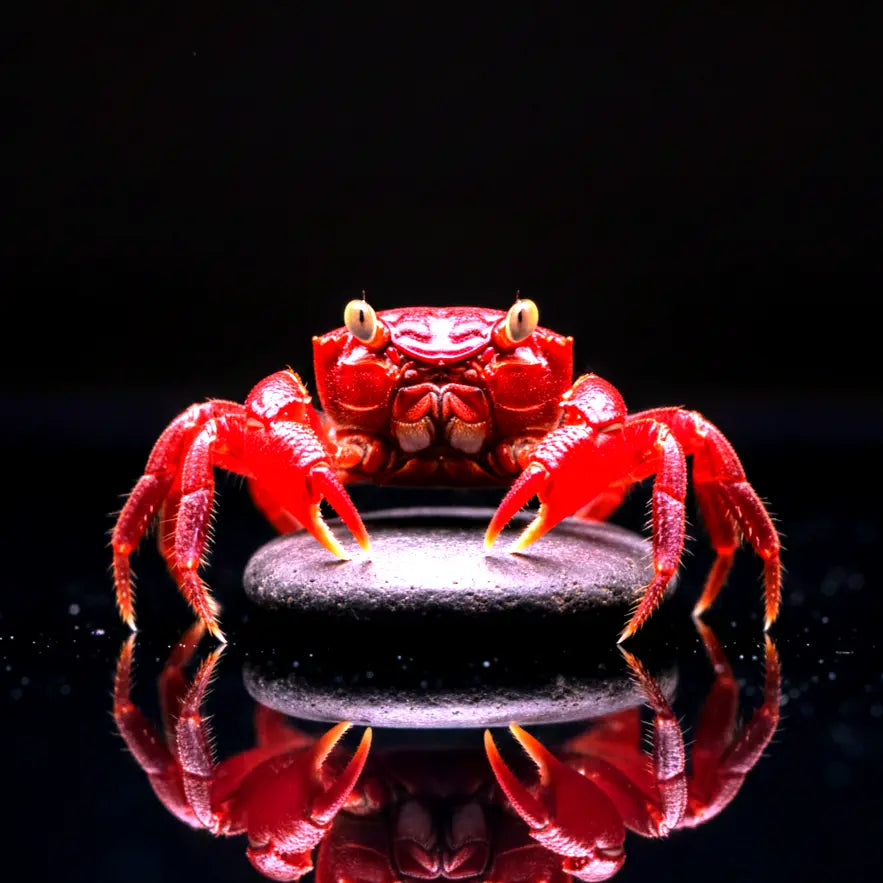 Vampirkrabbe „Darkred Yellow Eye“ AquaTimo