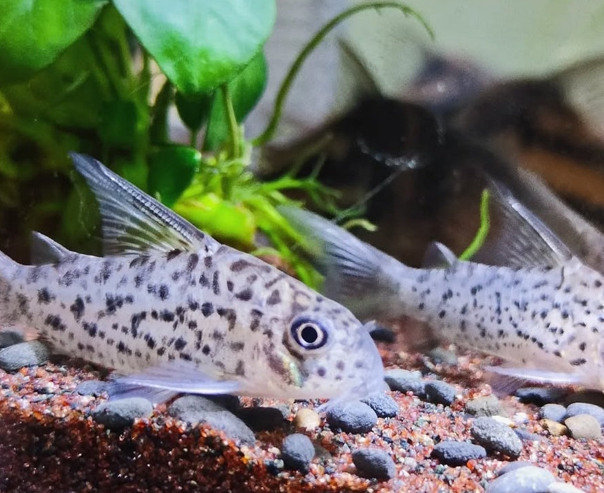 Loreto Panzerwels – Hoplisoma (Corydoras) loretoensis 🐟🌿