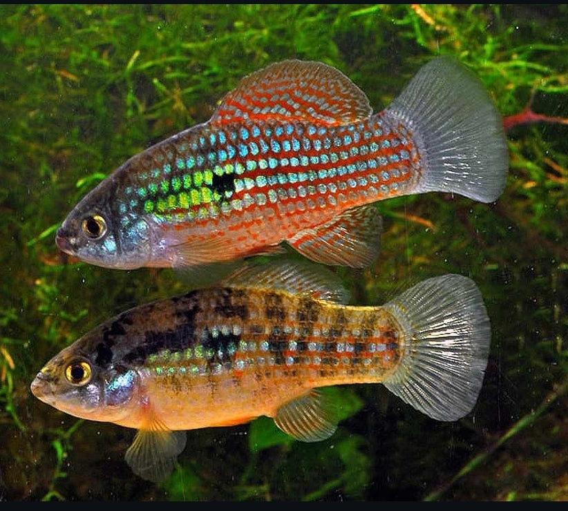 Floridakärpfling – Jordanella floridae 🐠🌞