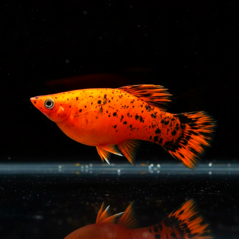 Schwertträger Berlin – Klassisch-schöner Kontrast mit Charakter