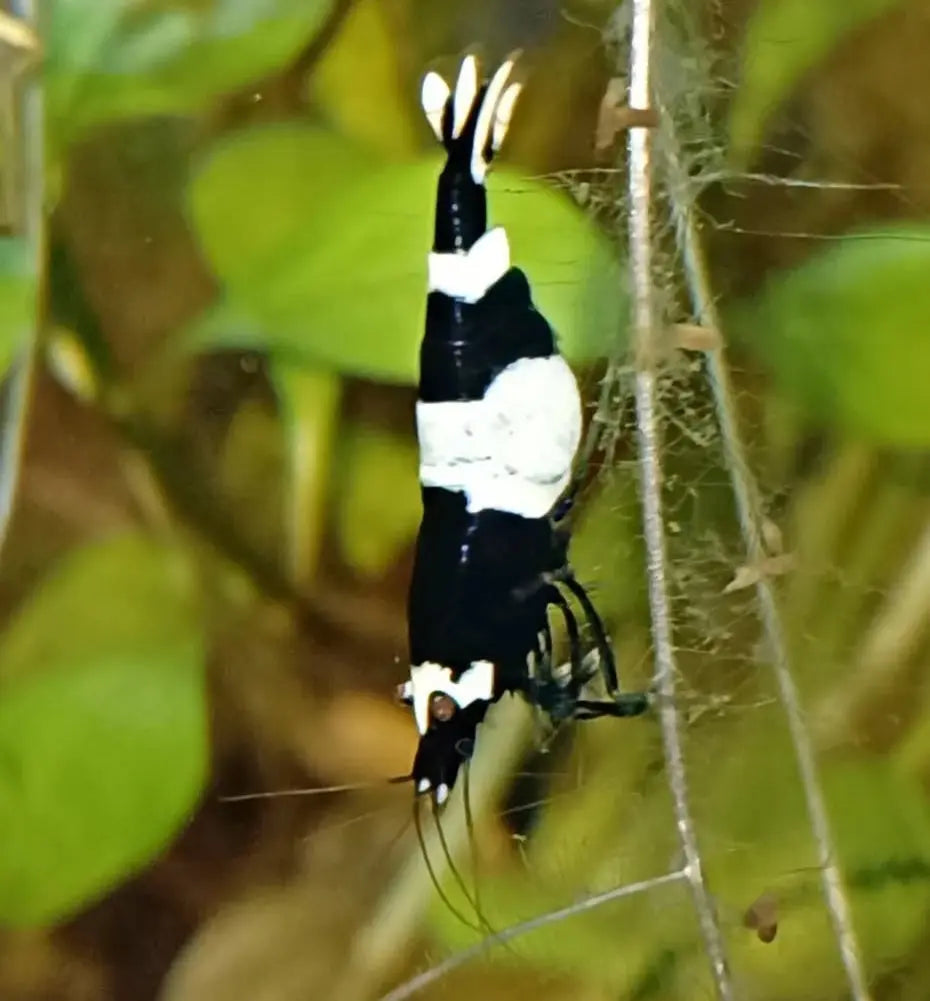 Caridina logemanni - Zwerggarnele 🐼 "Black Bee" K2-K4 AquaTimo