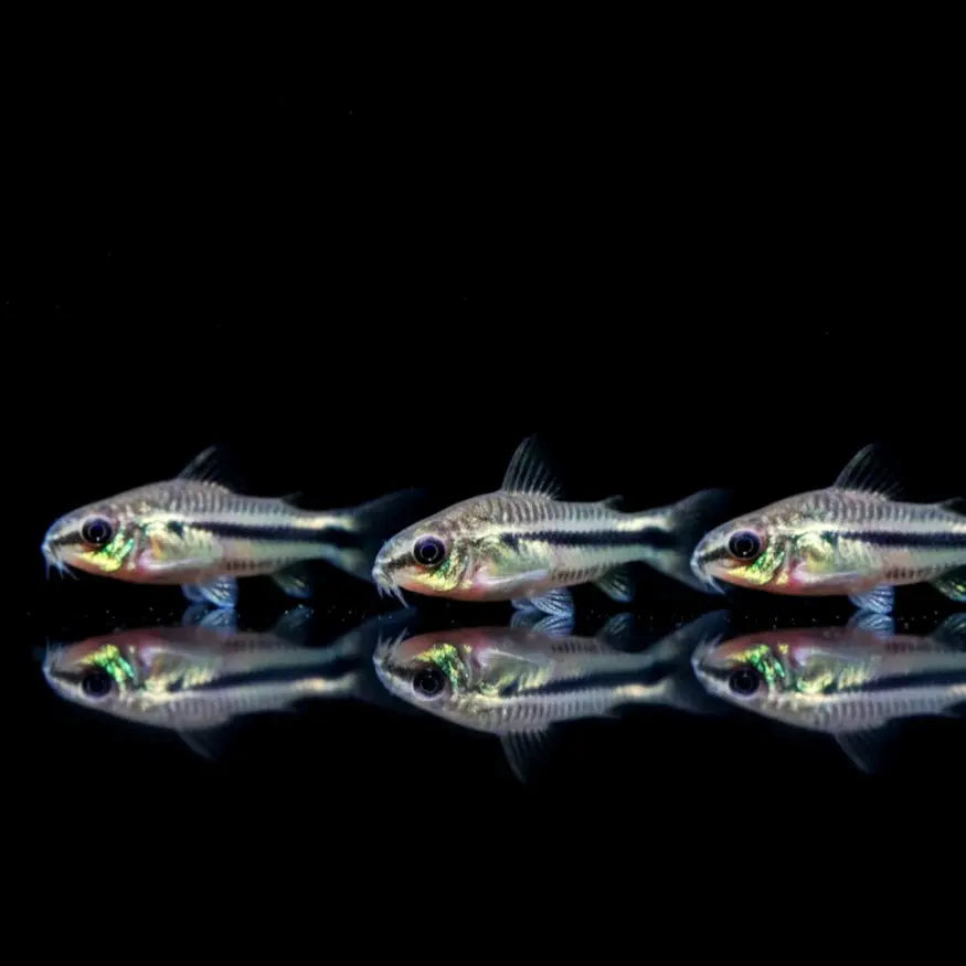 Corydoras Pygmaeus 🩶🤍Zwergpanzerwels AquaTimo