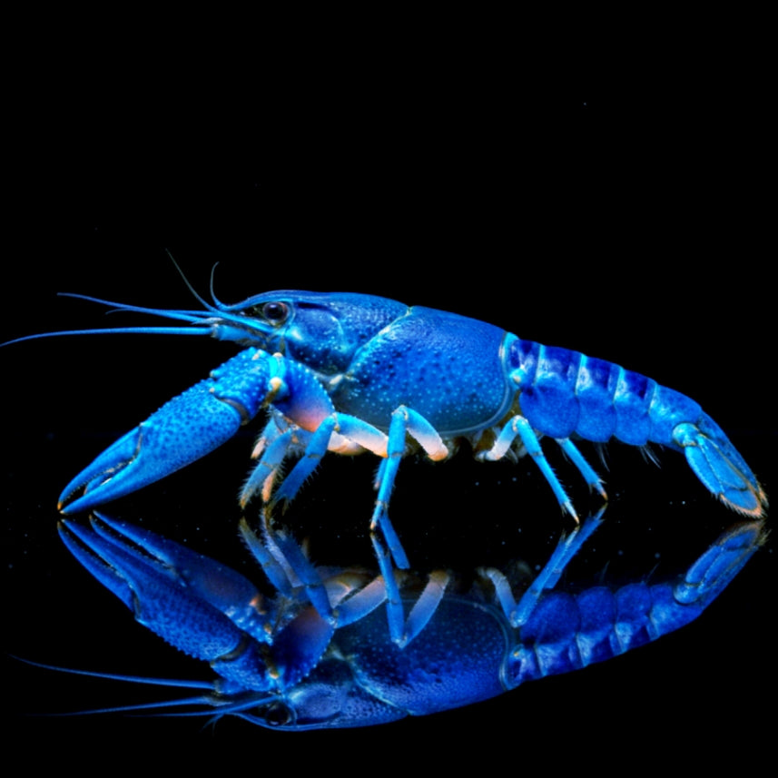Cherax destructor - Blauer Yabby