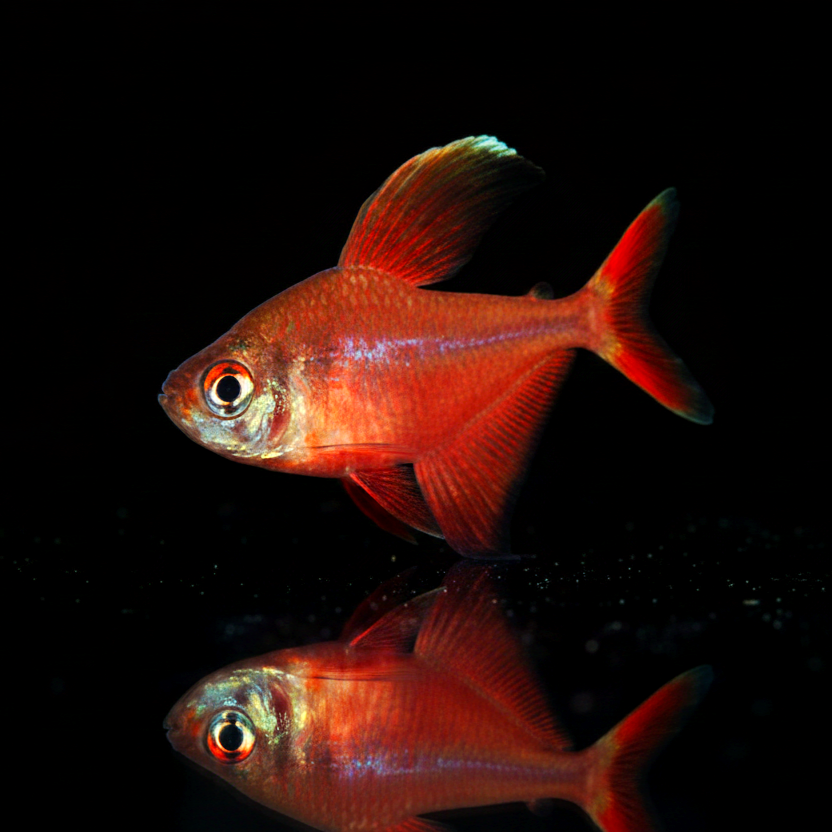 Sichelsalmler – Hyphessobrycon robertsi (Hyphessobrycon jackrobertsi)