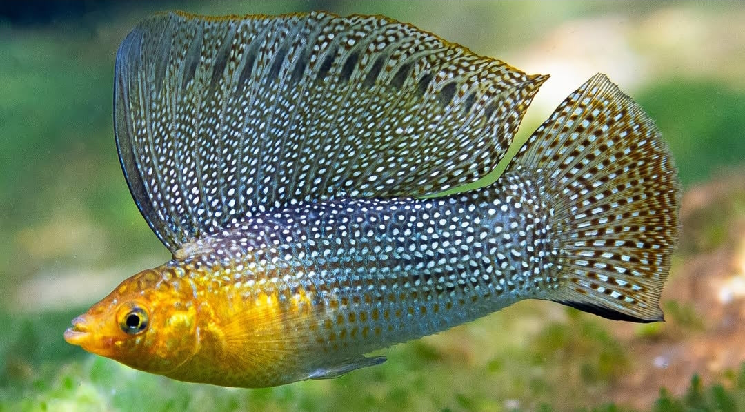 Segelkärpfling – Poecilia velifera ⛵🐠