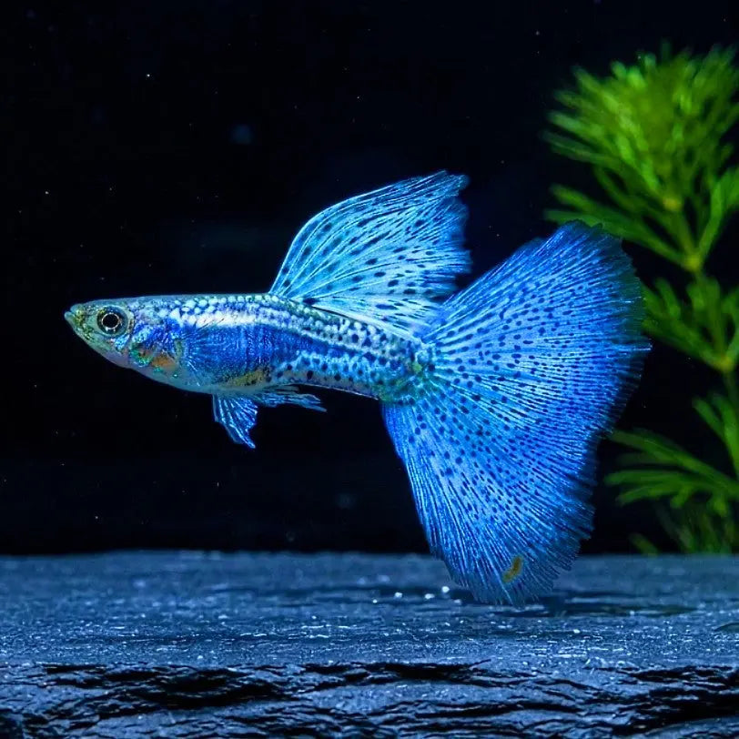 Hochzucht-Guppy - 💙 Blue Grass AquaTimo