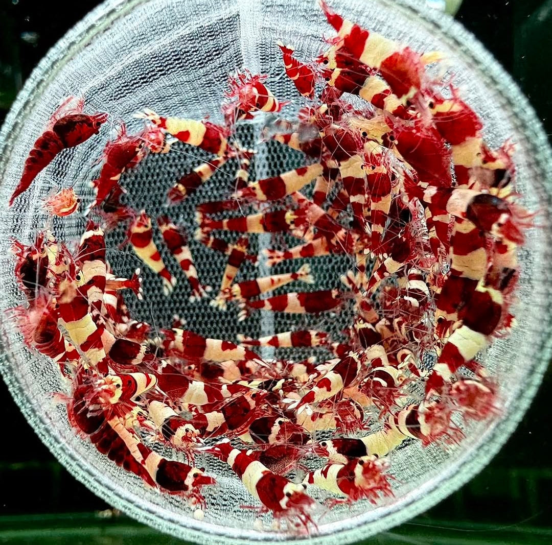 Caridina logemanni - Zwerggarnele "Kristal Red" K2-K4