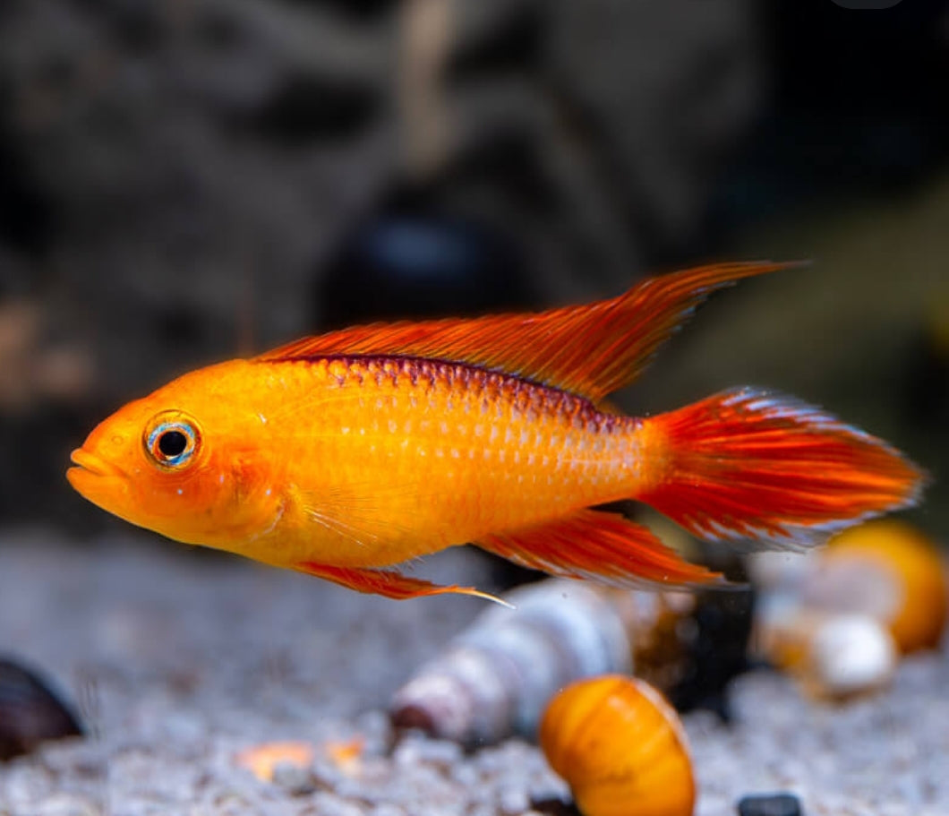Agassizii-Zwergbuntbarsch gold-rot – Farbenpracht im Mini-Format 🌈🐠
