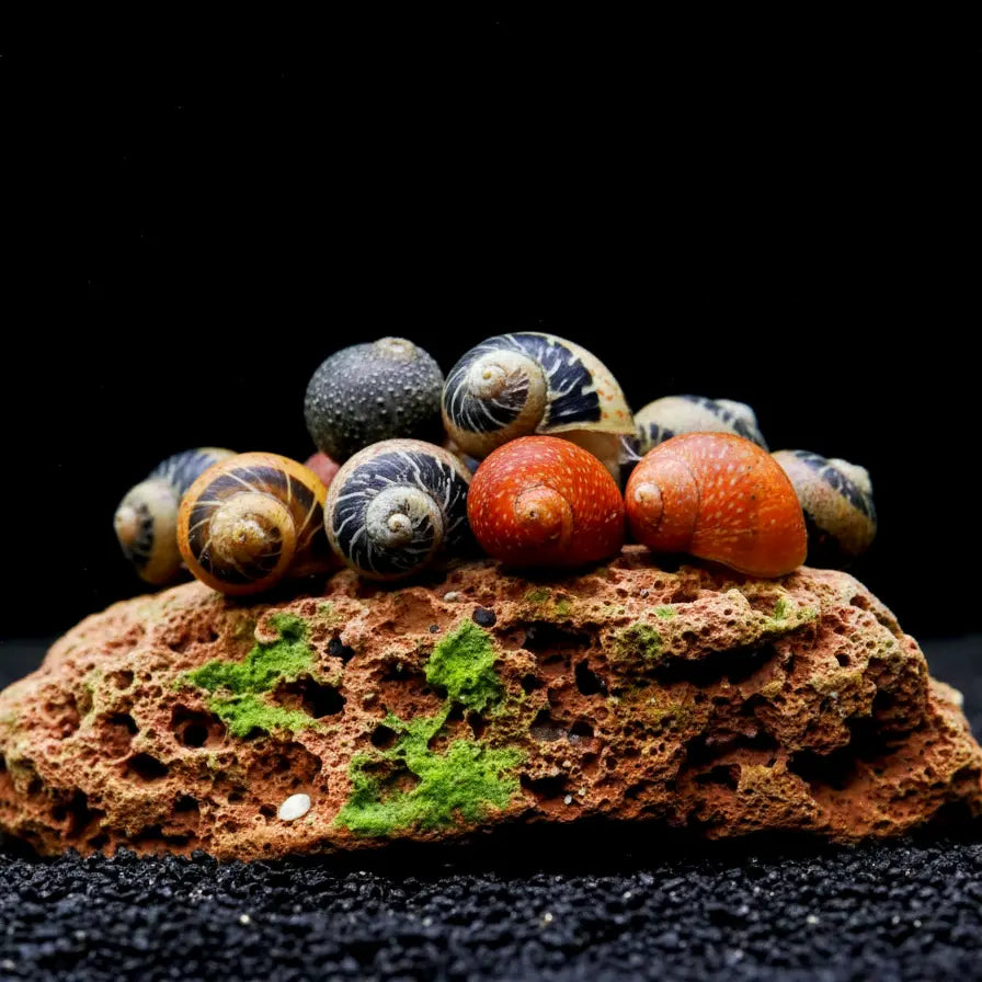 Clithon sowerbianum - 💙❤️🧡💛Fancy Geweihschnecke AquaTimo