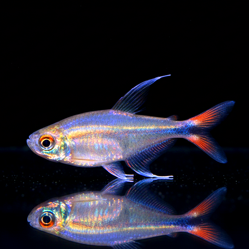 Phönix-Salmler – Hemigrammus filamentosus