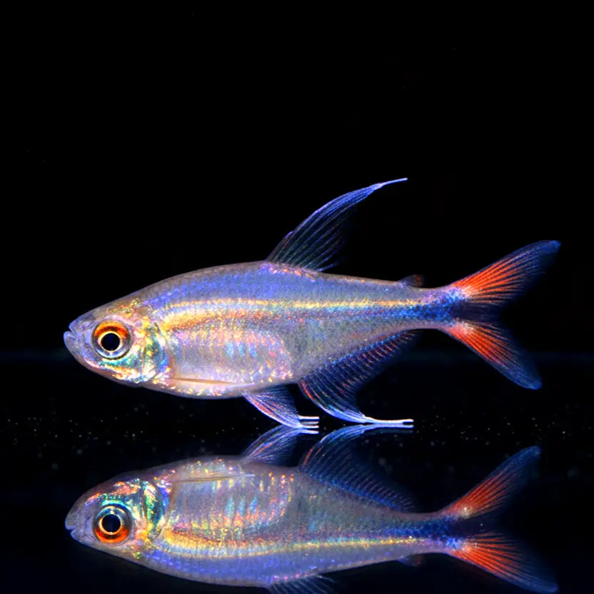 Phönix-Salmler – Hemigrammus filamentosus AquaTimo