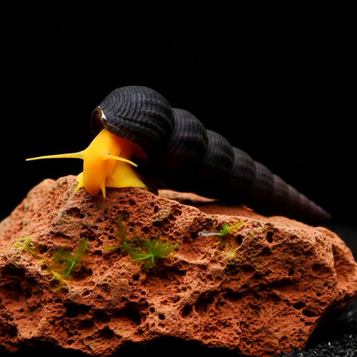 Tylomelania orange - Felsenschnecke 5-8 cm groß