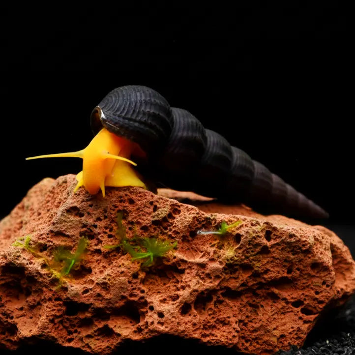 Tylomelania orange - 🧡Felsenschnecke 5-8 cm groß AquaTimo