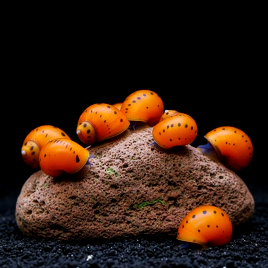 Neritina (Vittina) semiconica - Orange Track Rennschnecke