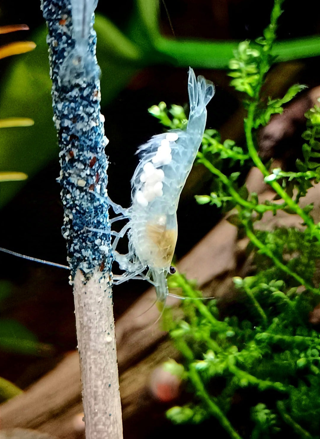 Neocaridina davidi - White Pearl Garnelen
