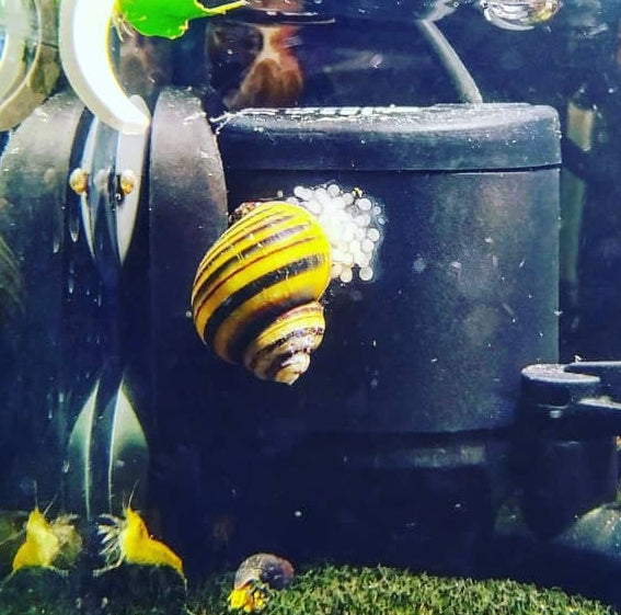 Zebra Apfelschnecke – Asolene spixi 🐌