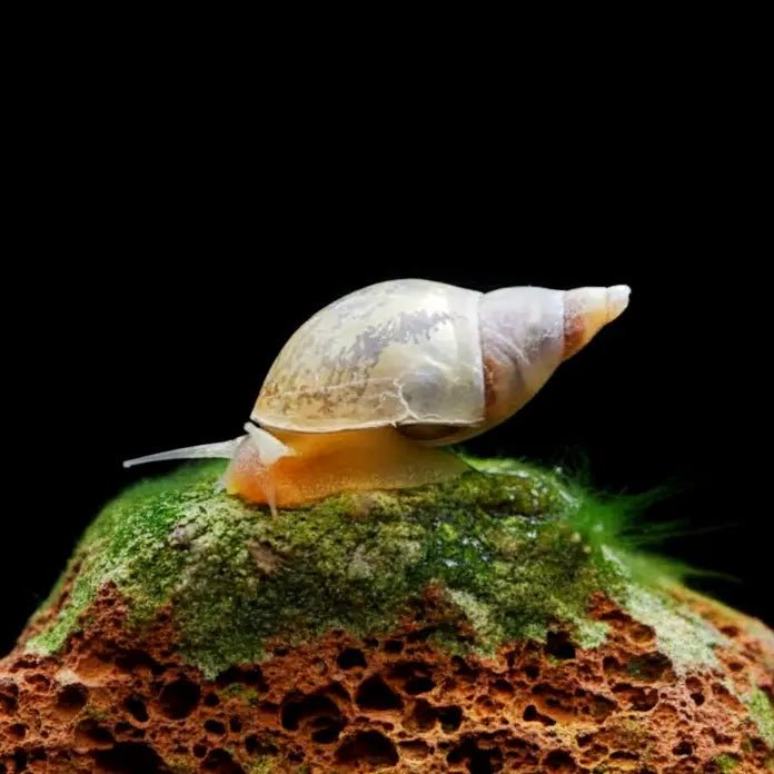 Spitzschlammschnecken – Yoda Schnecken (Lymnaea stagnalis) AquaTimo