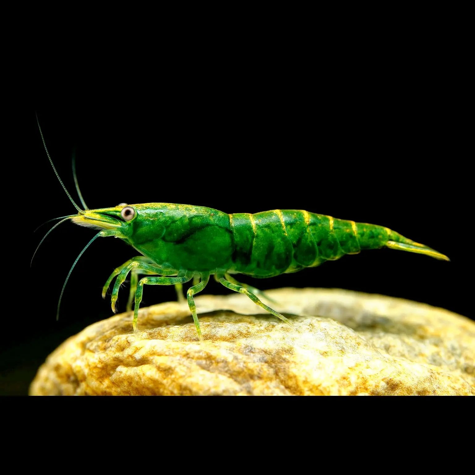 Neocaridina davidi - 💚 Green Jade Garnele AquaTimo