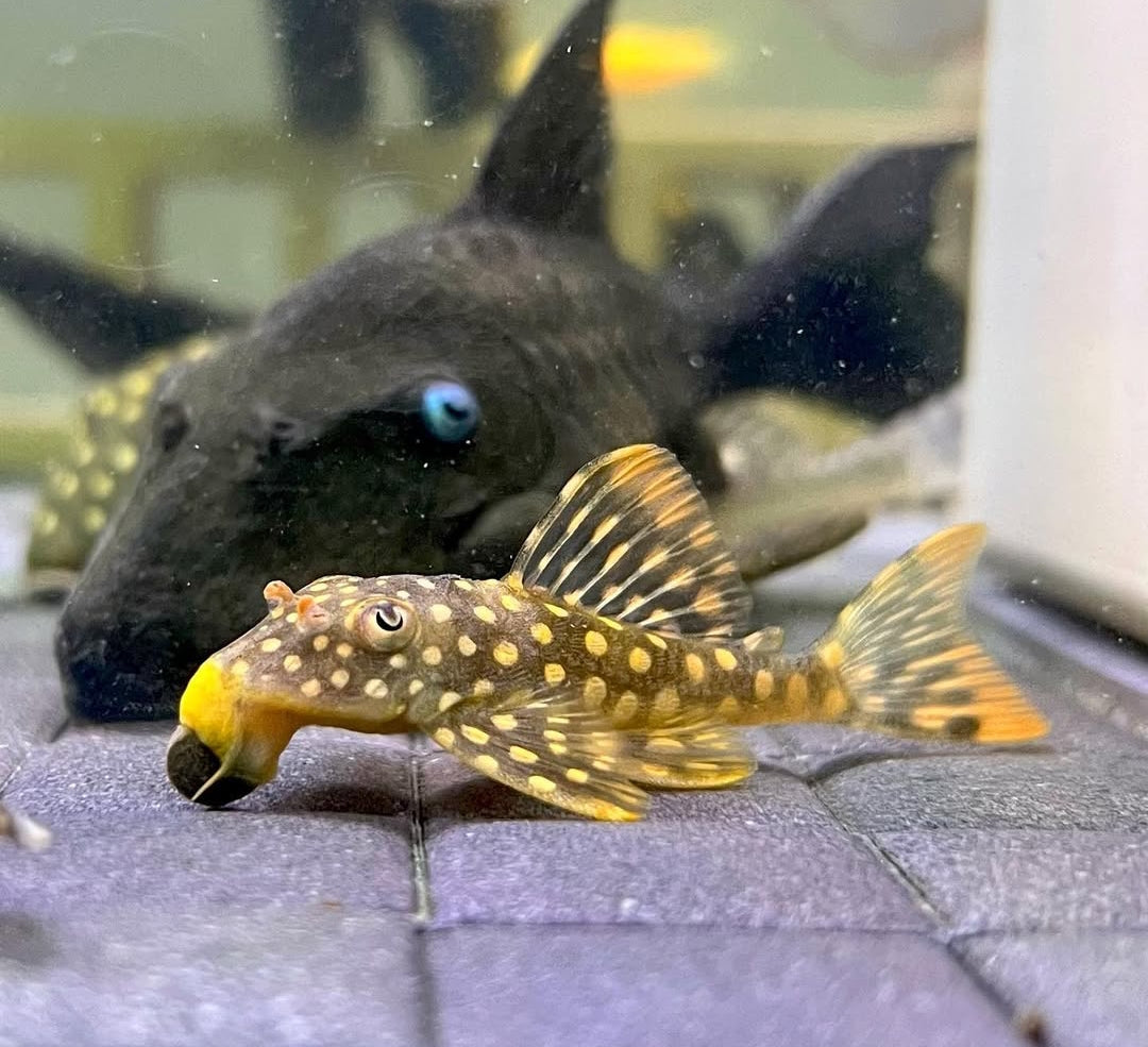 Blauaugen-Harnischwels – Panaque suttoni (Panaque suttonorum) 💙🐟  ca. 14-18 cm