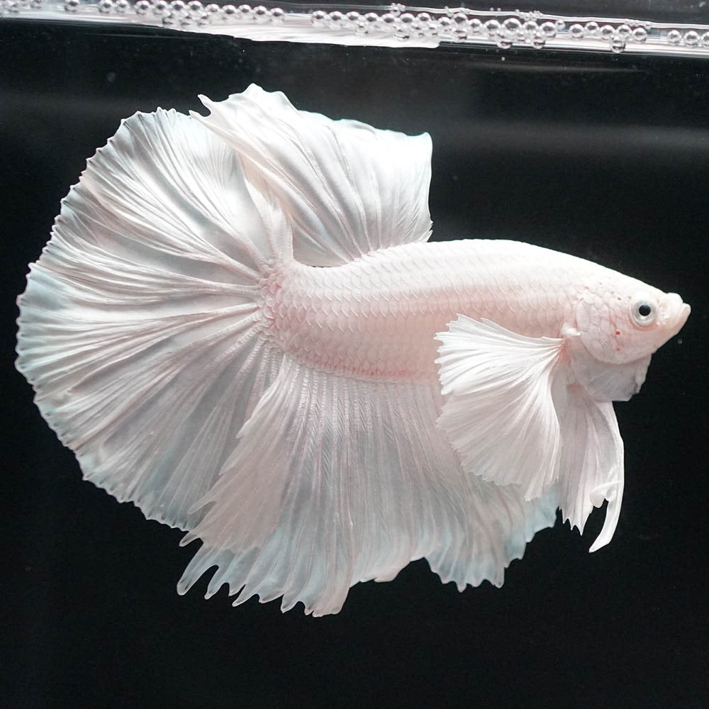Betta splendens "Halfmoon Full White" – Eleganter Kampffisch in reinem Weiß