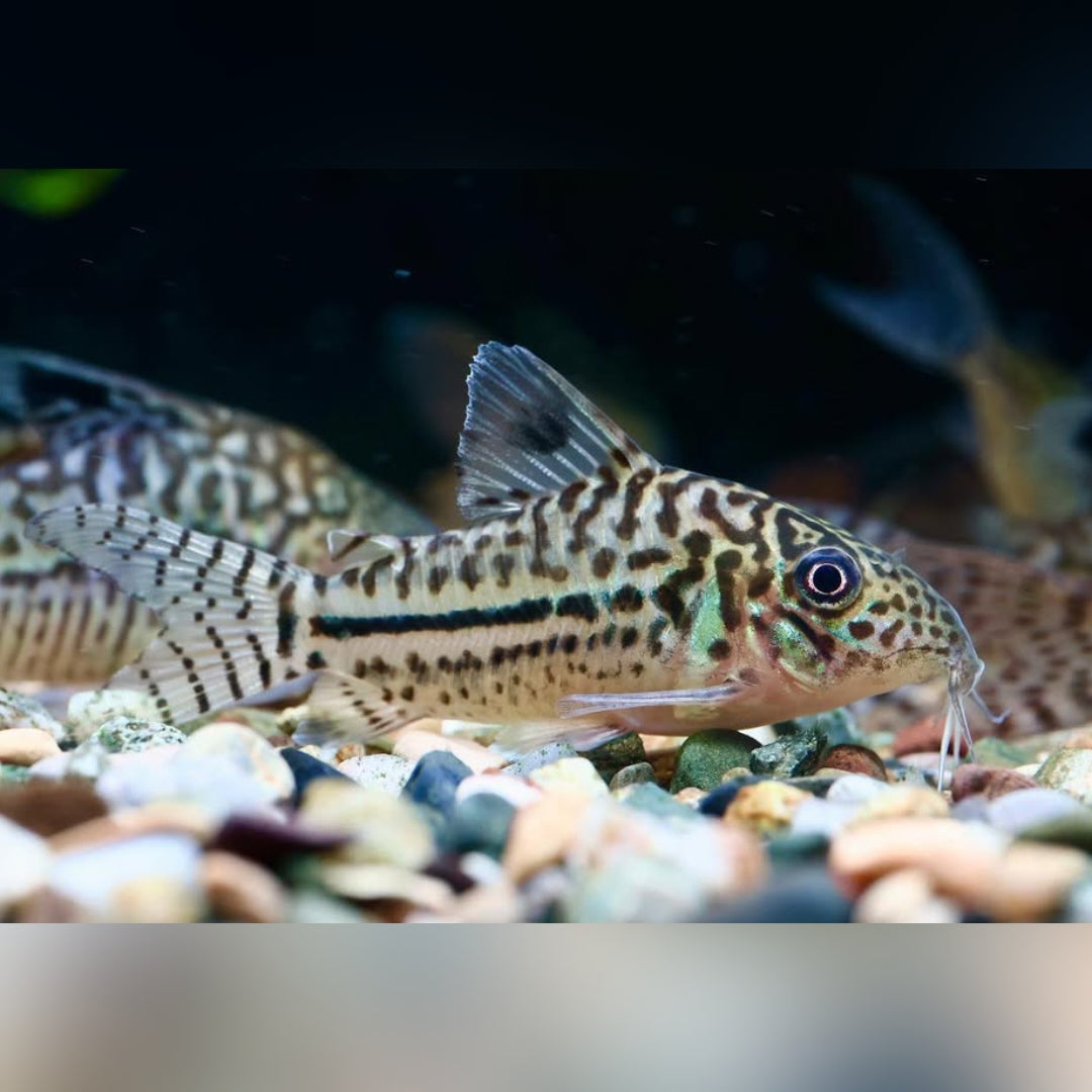 Leopard-Panzerwels – Brochis (Corydoras) leopardus 🐆🐟