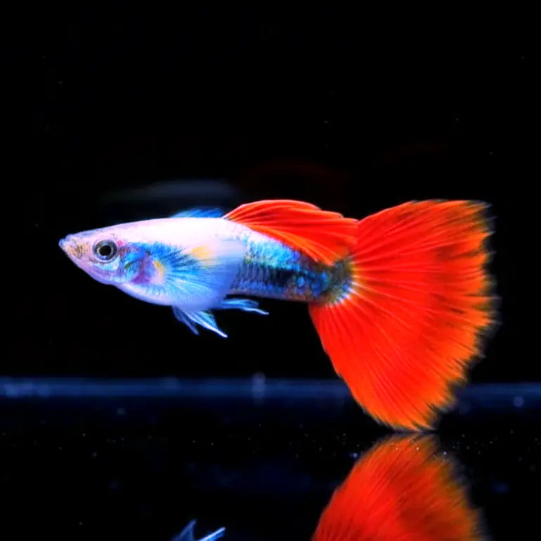 Hochzucht Guppy - 🤍❤️ Santa Claus AquaTimo