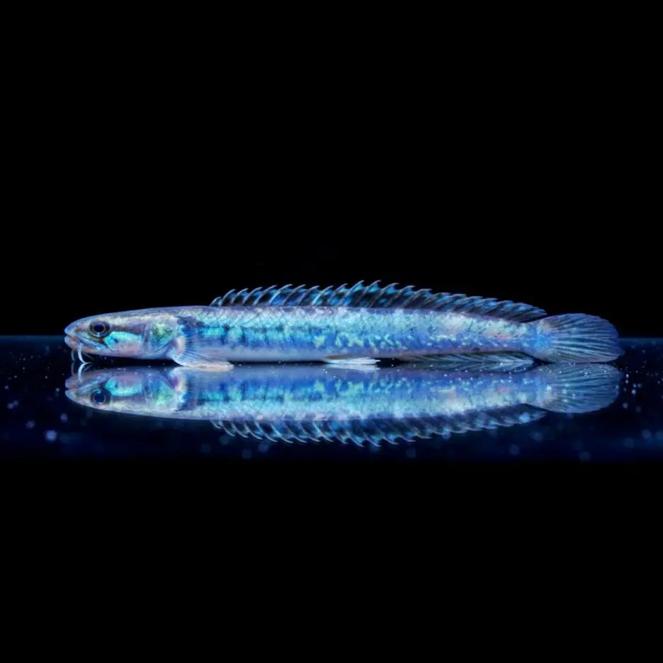 Blaue Drachengrundel – Gobioides broussonnetii AquaTimo