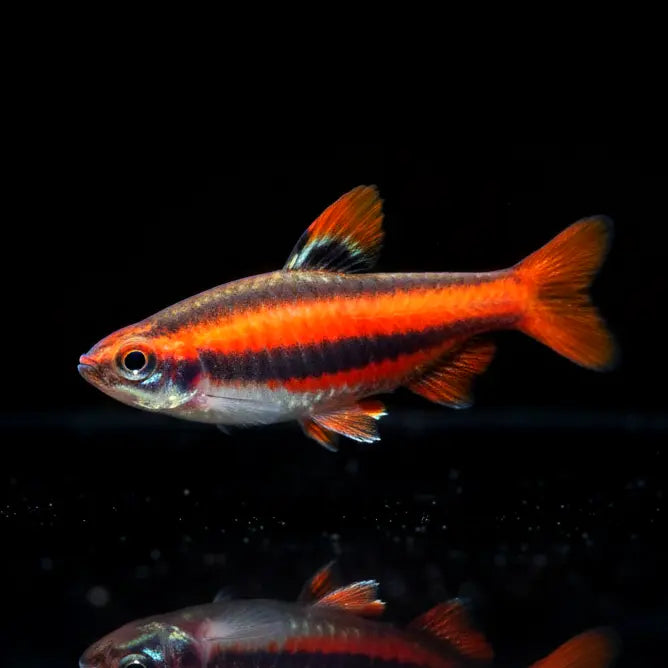 Roter Prachtziersalmler – Nannostomus mortenthaleri AquaTimo