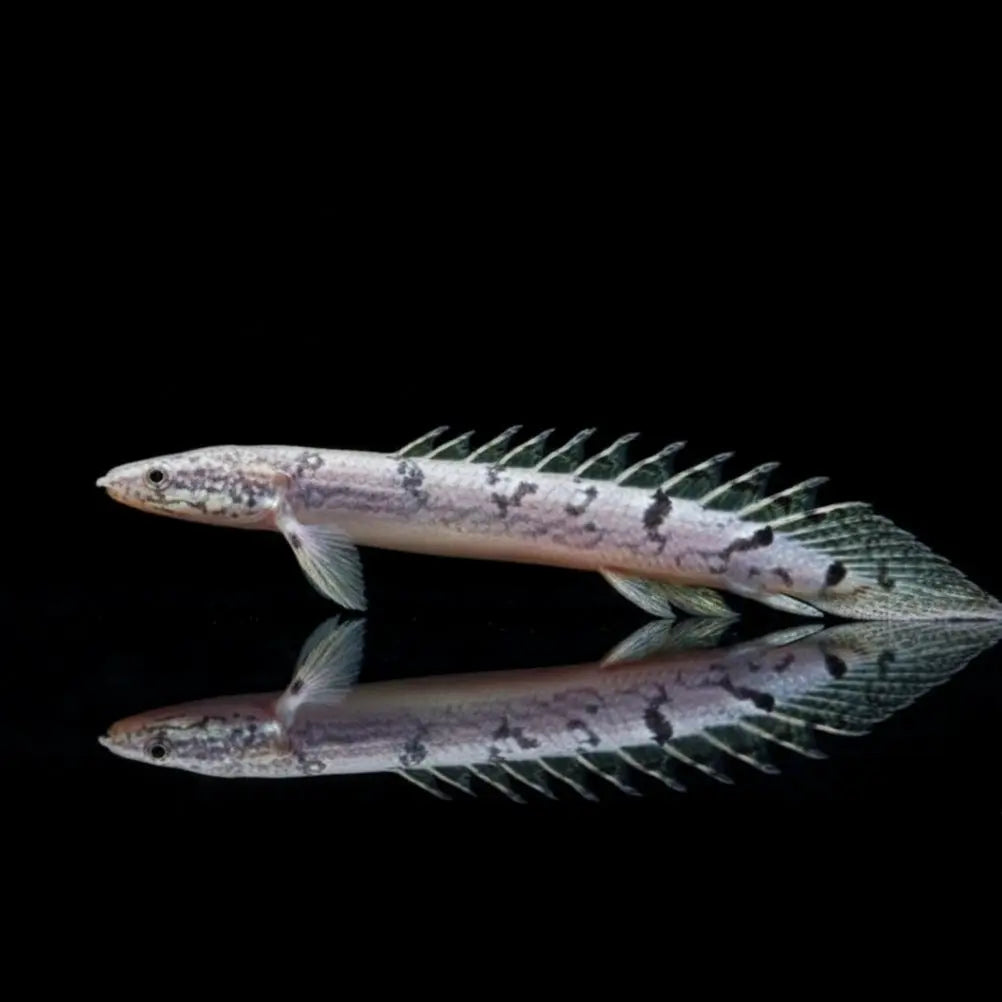 Zaire-Flösselhecht – Polypterus delhezi AquaTimo