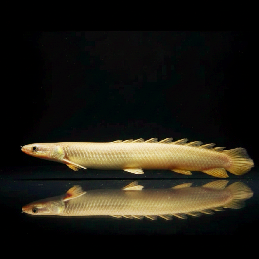 Senegal-Flösselhecht – Polypterus senegalensis 🐉🌊