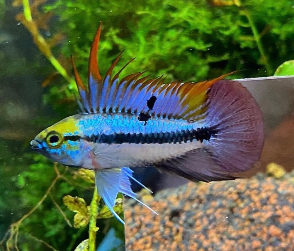 Dreistreifen Zwergbuntbarsch – Apistogramma trifasciata 🐠🌿