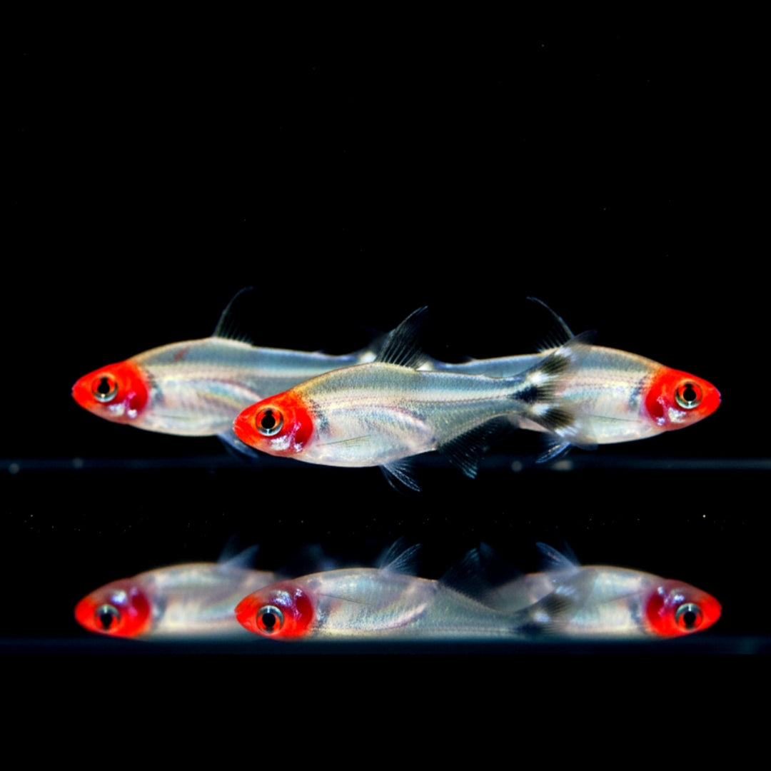 Petitella bleheri - Rotkopfsalmler (Hemigrammus bleheri)