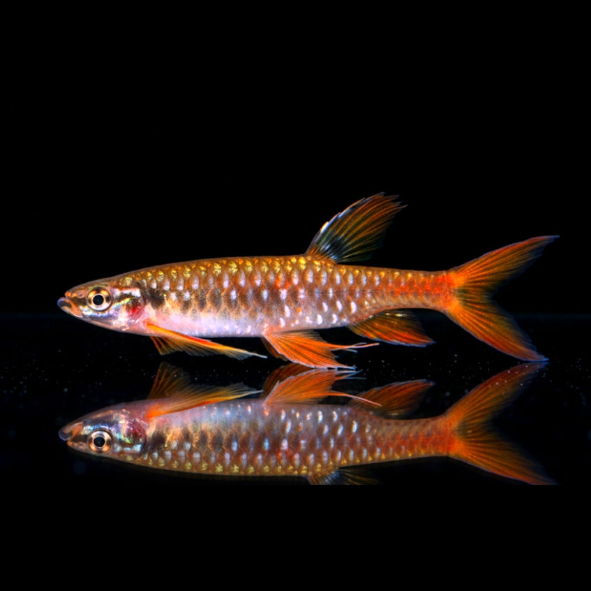 Spritzsalmler – Copella arnoldi